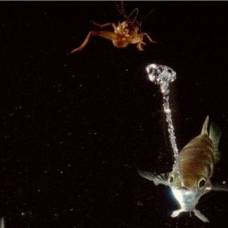 Рыба брызгун: снайпер подводного мира