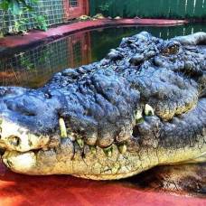 Охотник на рептилий, вот уже 30 лет живет с самым крупным крокодилом в мире