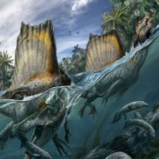 Марокканский спинозавр мог жить в морях и пожирать акул