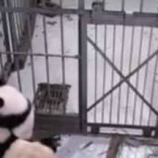 Панда влюбилась в смотрителя питомника и не желает его отпускать
