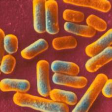 Микробы в человеческом теле являются источником лекарств