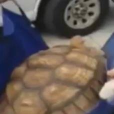 45-Килограммовая черепаха стала причиной пробки во флориде