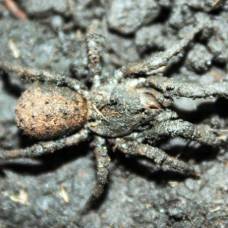 Мексиканские пауки маскируются с помощью грязи