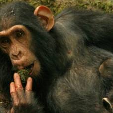 Шимпанзе перенимают идеи друг у друга в дикой природе