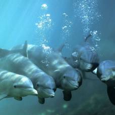 Помимо эхолокации дельфины могут ориентироваться на магнитные поля