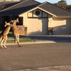 В австралии кенгуру устроили уличную потасовку