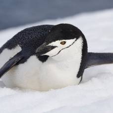 Почему пингвины не примерзают к льдине ?