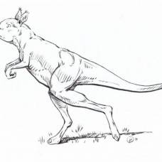 Доисторические кенгуру передвигались подобно человеку