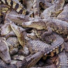 Крокодилы на охоте объединяются в группы, как и люди