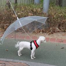 Ваша собачка останется сухой даже в сильный дождь