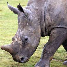 На земле осталось шесть северных белых носорогов