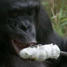 Шимпанзе самостоятельно развел костер, чтобы приготовить сладкий десерт
