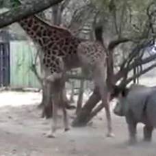 Настырный носорог получил в нос от жирафа