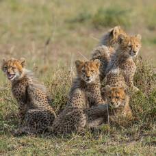 Семейство гепардов из масаи-мара