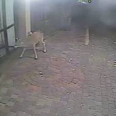 Обезумевший олень атаковал отель в пенсильвании