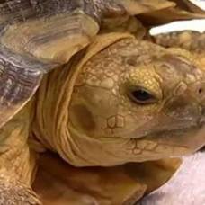 Ветеринары были поражены, узнав, что черепаха проглотила черепаху