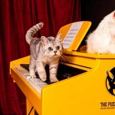 Специалисты создали первый в мире кошачий рояль