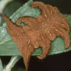 Гусеница-Обезьяна (лат. phobetron pithecium)