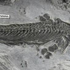 В китае найдены останки первого земноводного ихтиозавра