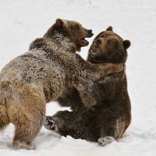 Из жизни животных: медвежья борьба
