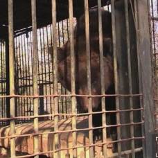 В казахском зоопарке испуганная фейерверками медведица съела собственных детенышей