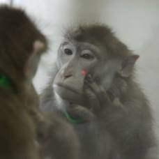 Зоологи научили обезьян узнавать себя в зеркале