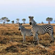 Зоологи нашли новое объяснение полосатости зебр