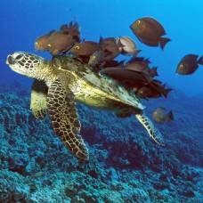 Морские черепахи создают кладки, ориентируясь по магнитному полю земли