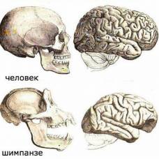В мозге человека выявлена уникальная структура