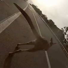 В австралии кенгуру устроил дтп, сбив велосипедистку