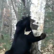Зажигательный танец медведя сняли на видео
