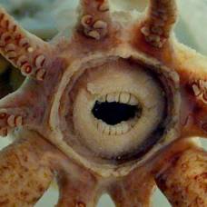 10 подводных существ с ужасающими зубами