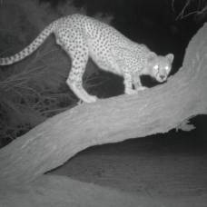 Ученые сделали фото редчайшей африканской кошки
