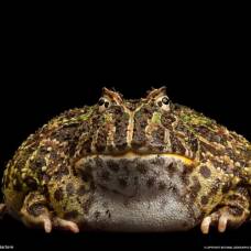 Ученые выяснили, как остановить распространение ядовитых жаб