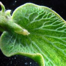 Морские слизни воруют гены у водорослей