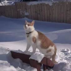 Кот расчищает снег, чтобы выйти на улицу