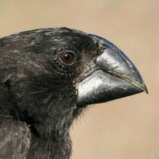 Геномы дарвиновых вьюрков рассказали об адаптации и эволюции птиц