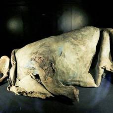 В якутии найдена единственная в мире мумия детеныша шерстистого носорога