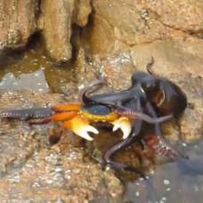 Битва краба и осьминога собирает миллионы просмотров на youtube