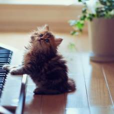 Ученые написали музыку для кошек