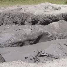 Слоненок едва не утонул в грязи в кении