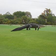 Гигантский аллигатор явился на поле для гольфа и стал звездой в сети