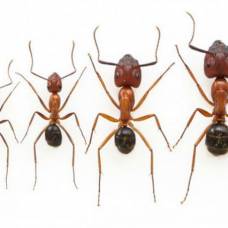 Биологи создали муравьёв нужного размера