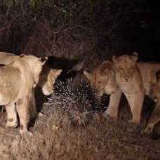 Грозный дикобраз испугал 17 голодных львов