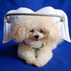 Ангельский нимб поможет защитить слепых собак
