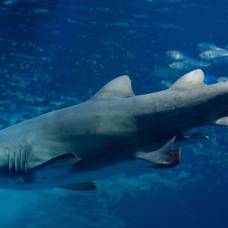 Австралиец попытался оседлать тигровую акулу