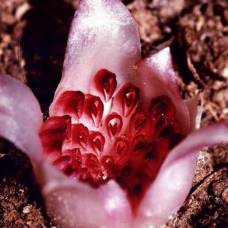 Подземная орхидея: ризантелла гарднера (rhizanthella gardneri)