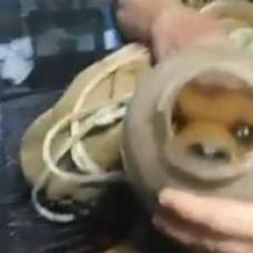 Бездомный щенок два месяца прожил с пластиковым кувшином на голове