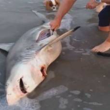 Житель юар сделал кесарево сечение акуле, которую вынесло на пляж