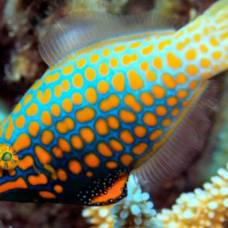 Рифовые рыбки маскируются от хищников с помощью запахов